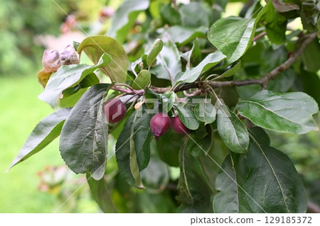 Red unripe apples on the branche 129185372