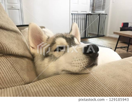 西伯利亞雪橇犬對抗困倦 129185943