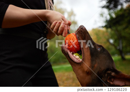 Owner playing fetch with brown dog using orange toy in a grassy park Owner playing fetch with brown dog using orange toy in a grassy park 129186220