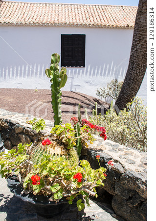 富埃特文圖拉島貝坦庫裡亞的街景，陽光明媚，白牆建築和高大的棕櫚樹 129186314