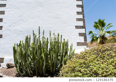 A townscape with white-walled buildings and large cacti in bright sunlight in Betancuria, Fuerteventura A townscape with white-walled buildings and large cacti in bright sunlight in Betancuria, Fuerteventura 129186370