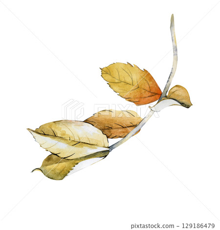 Yellow autumn leaves, painted in watercolor. A branch with rosehip leaves is isolated on a white background. Botanical illustration. Clipart. Yellow autumn leaves, painted in watercolor. A branch with rosehip leaves is isolated on a white background. Botanical illustration. Clipart. 129186479