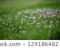 Blooming clover on a green meadow as a closeup 129186482