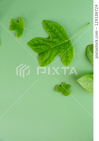 Botanical flat lay of green leaves on empty background Botanical flat lay of green leaves on empty background 129186724