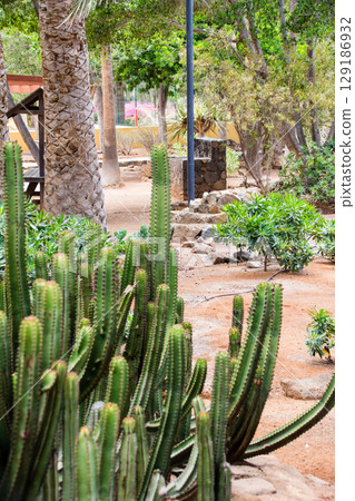 Large cacti growing in a park on dry ground in the town of Betancuria on Fuerteventura 129186932