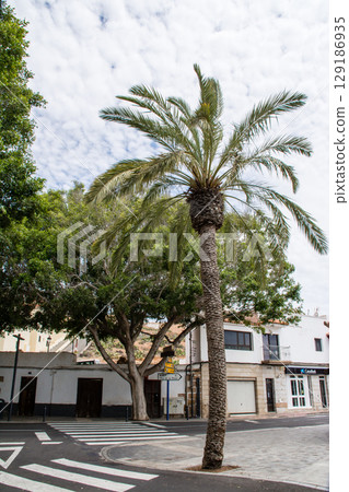 富埃特文圖拉島貝坦庫裡亞的街景,陽光明媚,白牆建築和高大的棕櫚樹 富埃特文圖拉島貝坦庫裡亞的街景,陽光明媚,白牆建築和高大的棕櫚樹 129186935