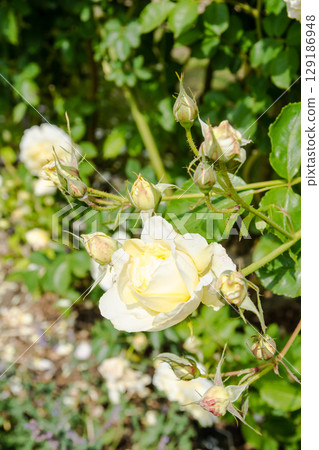 倫敦郊區奧斯特利公園裡，玫瑰在明媚的陽光下盛開 129186948