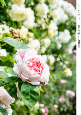 Roses in full bloom under the bright sunlight at Osterley Park on the outskirts of London 129186972