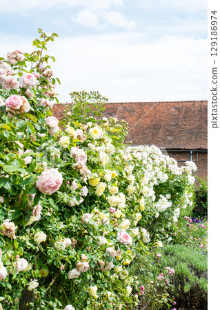 Roses in full bloom under the bright sunlight at Osterley Park on the outskirts of London 129186974