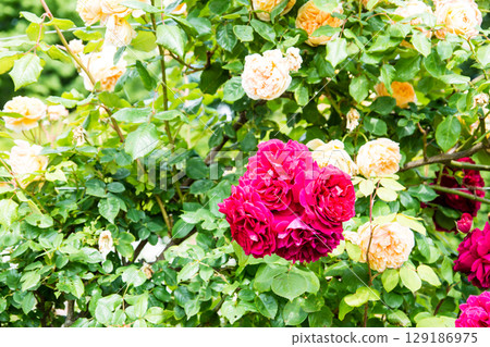 Roses in full bloom under the bright sunlight at Osterley Park on the outskirts of London 129186975
