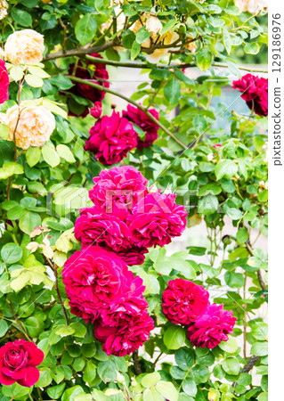 Roses in full bloom under the bright sunlight at Osterley Park on the outskirts of London 129186976