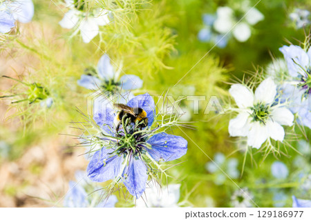 A bumblebee collecting nectar from small, light blue-purple flowers in full bloom under the bright sunlight in a park on the outskirts of London 129186977