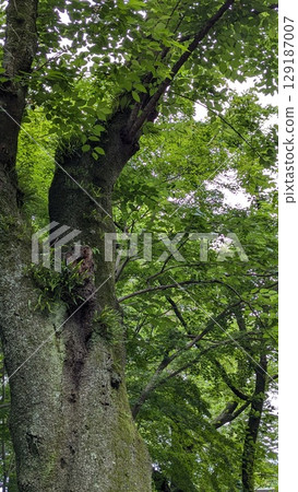 Trees Trees 129187007