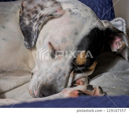 Puppy napping Puppy napping 129187357