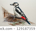 Step-by-step drawing of woodpecker bird with watercolor. Step four of four - background painting. Woodpecker painting in watercolor. Side view of female great spotted woodpecker 129187359