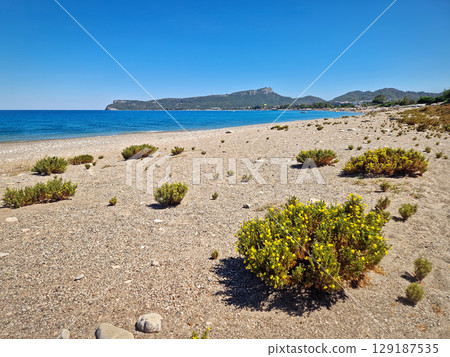 Yellow beach heather, or Hudsonia tomentosa flowering bushes scattered across the sandy beach with a view to the Calis hill and Kemer coastline in Turkey Yellow beach heather, or Hudsonia tomentosa flowering bushes scattered across the sandy beach with a view to the Calis hill and Kemer coastline in Turkey 129187535
