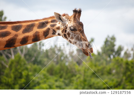 Giraffe Head Neck Profile Tongue Out Giraffe Head Neck Profile Tongue Out 129187556