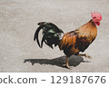 A rooster is running alone on concrete floor. 129187676