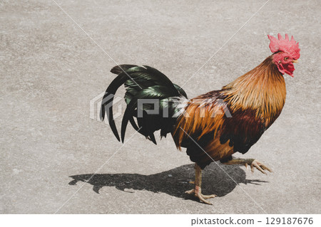 A rooster is running alone on concrete floor. 129187676