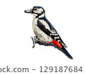 Step-by-step drawing of woodpecker bird with watercolor. Step three of four - final watercolor painting of bird. Woodpecker painting in watercolor. Side view of female great spotted woodpecker 129187684