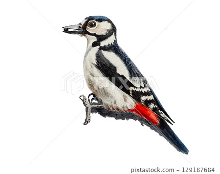 Step-by-step drawing of woodpecker bird with watercolor. Step three of four - final watercolor painting of bird. Woodpecker painting in watercolor. Side view of female great spotted woodpecker Step-by-step drawing of woodpecker bird with watercolor. Step three of four - final watercolor painting of bird. Woodpecker painting in watercolor. Side view of female great spotted woodpecker 129187684
