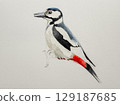 Step-by-step drawing of woodpecker bird with watercolor. Step two of four - watercolor painting. Woodpecker painting in watercolor. Side view of female great spotted woodpecker 129187685