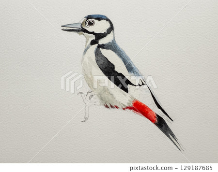 Step-by-step drawing of woodpecker bird with watercolor. Step two of four - watercolor painting. Woodpecker painting in watercolor. Side view of female great spotted woodpecker 129187685