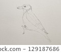 Step-by-step drawing of woodpecker bird with watercolor. Step one of four - pencil sketch. Woodpecker painting in watercolor. Side view of female great spotted woodpecker 129187686