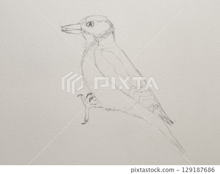 Step-by-step drawing of woodpecker bird with watercolor. Step one of four - pencil sketch. Woodpecker painting in watercolor. Side view of female great spotted woodpecker 129187686