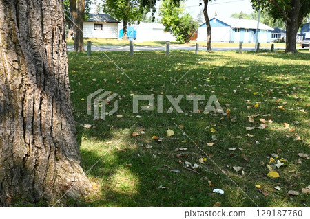 Tree Trunk and Fallen Leaves Grass 129187760