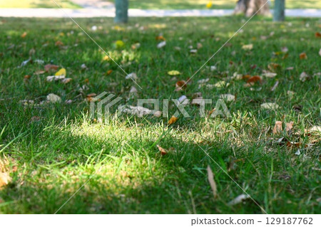 Tree Trunk and Fallen Leaves Grass 129187762
