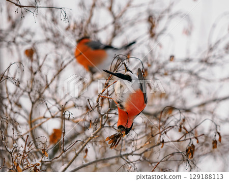 Bullfinch eating maple seeds on maple tree. Funny and cute bullfinch in wild nature, in cold winter weather. Two male bullfinch in beautiful sunset light. Birdwatching and environmental concept 129188113