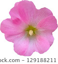 alcea setosa flower in full bloom isolated 129188211