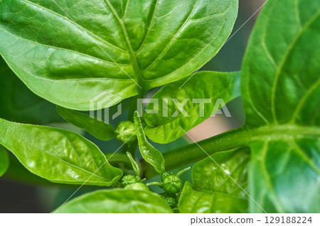 Close up of vibrant green pepper plant leaves and developing buds in garden Close up of vibrant green pepper plant leaves and developing buds in garden 129188224
