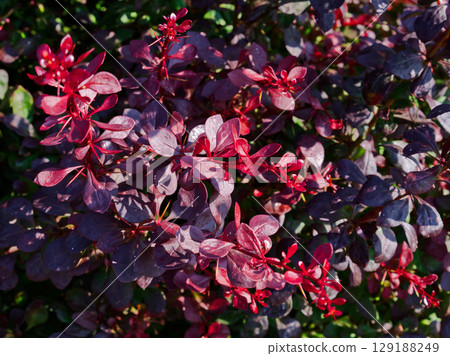 This close-up features a Sand Cherry shrub. It shows the purple-red leaves and bright red flowers of the shrub. Sunlight is shining on the leaves and flowers. 129188249