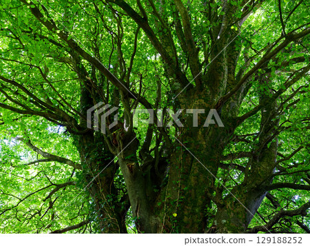 Looking up at a large Beech tree with green leaves on a sunny day in Summer, providing shade. Looking up at a large Beech tree with green leaves on a sunny day in Summer, providing shade. 129188252
