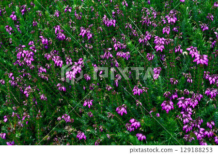 A field densely covered with purple heather flowers. The bright green foliage contrasts beautifully with the vibrant purple blossoms during a summer day. 129188253