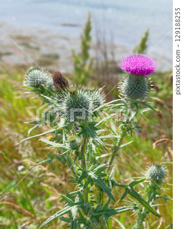 A Scottish thistle stands tall on a grassy hill overlooking the water. The thistle has green prickly leaves and a single bright pink flower on top. 129188255