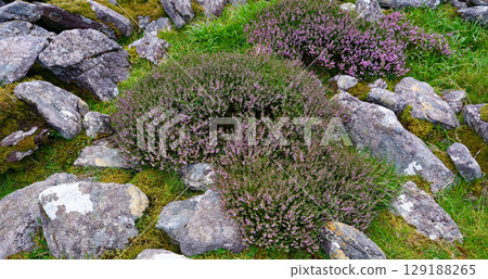 Heather blooming in Coomloughra Horseshoe, Ireland, featuring purple flowers and rocks amongst the green moss. 129188265