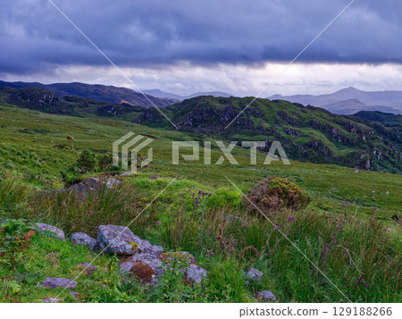 Hills covered in vibrant green grass extend to the horizon under an overcast sky. Rocks, wildflowers, and other vegetation are visible in the foreground in County Kerry. 129188266