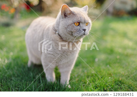 Fluffy Scottish cat close up portrait outdoor on lawn grass 129188431