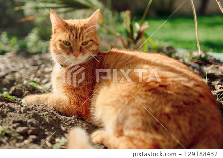 Ginger cat in summer garden. Furry orange cat relax outdoor with sunshine Ginger cat in summer garden. Furry orange cat relax outdoor with sunshine 129188432