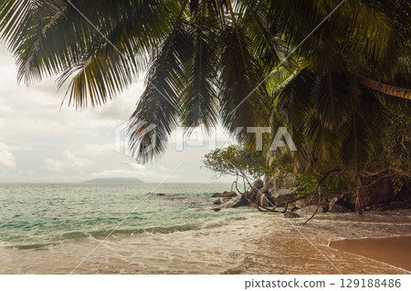 Tropical Beach Scene with Palms Overlooking Crystal Clear Waters Tropical Beach Scene with Palms Overlooking Crystal Clear Waters 129188486