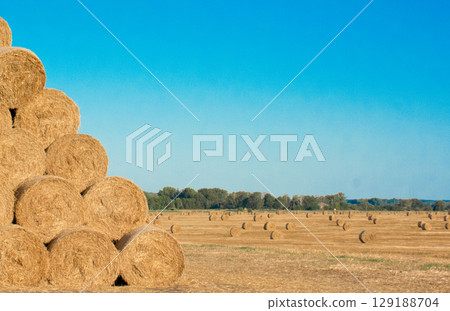 haystacks stacked in a pyramid on the background of a field with a harvest 129188704