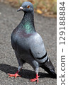 Rock dove strutting along a path. High quality photo 129188884