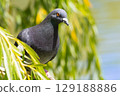 Portrait of rock dove up close. High quality photo 129188886