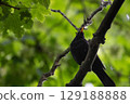 Black bird perched on a tree branch . High quality photo 129188888