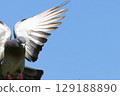 Rock dove in flight against blue sky. High quality photo 129188890