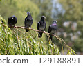 Group of rock doves perched on willow branch. High quality photo 129188891