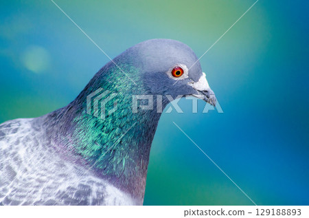 Portrait of rock dove up close. High quality photo Portrait of rock dove up close. High quality photo 129188893